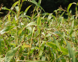 手間と愛情の、はとむぎ茶。